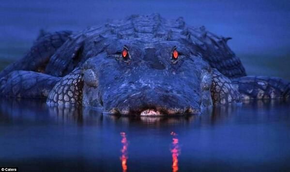 glowing crocodile eyes at night