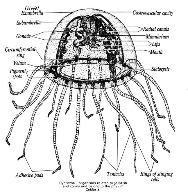 The Jellyfish Anatomy