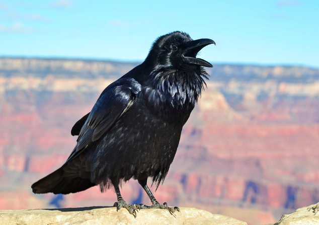 crow on the mountain